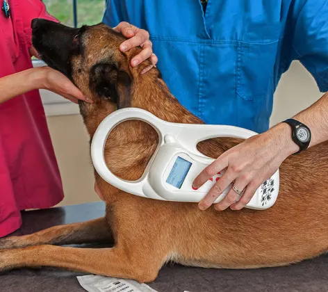 A large brown dog at the vet being microchipped